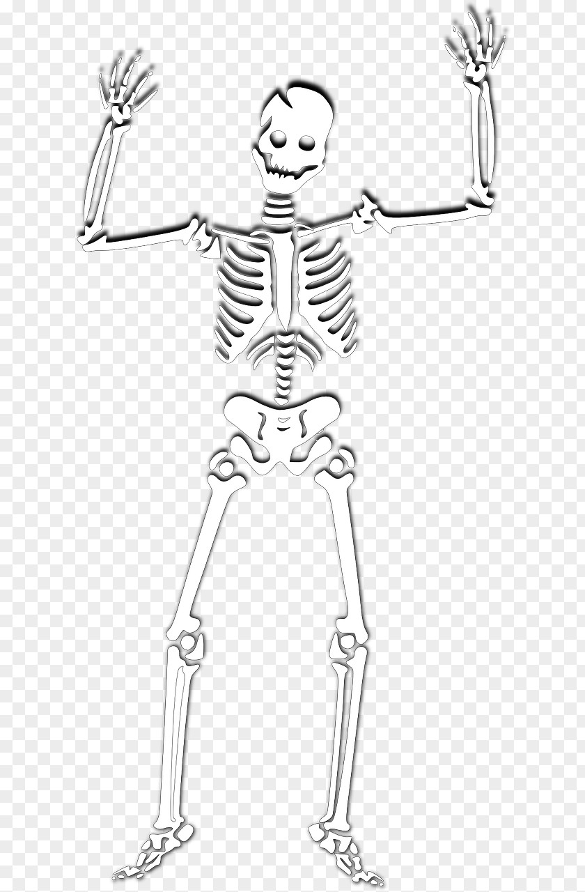 Skeleton Clip Art Human Image Drawing PNG