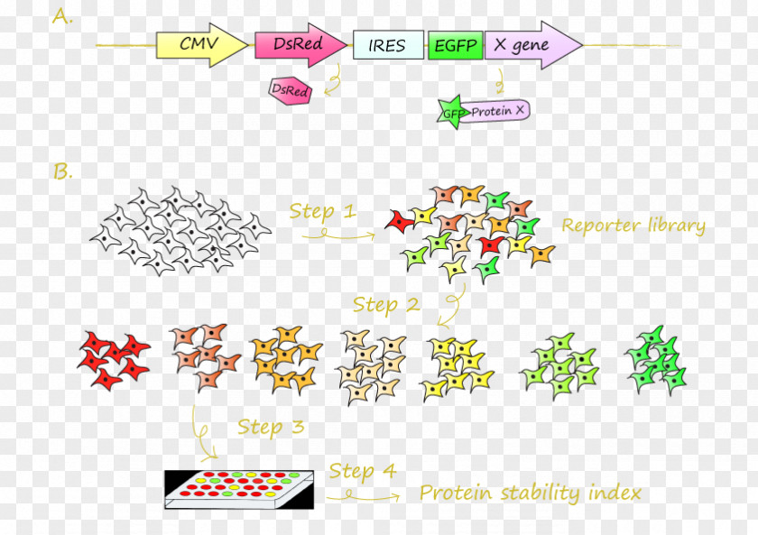 Attrition Frame Green Fluorescent Protein DsRed Fusion Research PNG