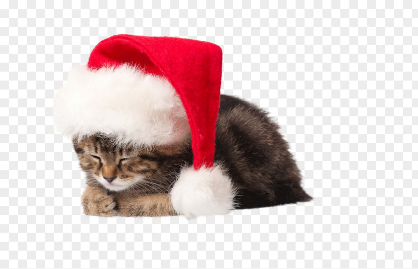 Free To Pull The Kitten Picture Material Cat Santa Claus Puppy Christmas PNG