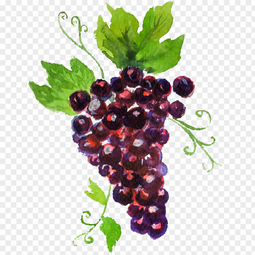 Hand-painted Grapes Grape Auglis Watercolor Painting PNG
