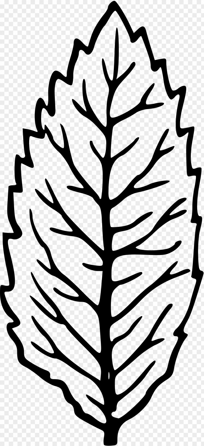 Leaf Plant Stem Clip Art PNG