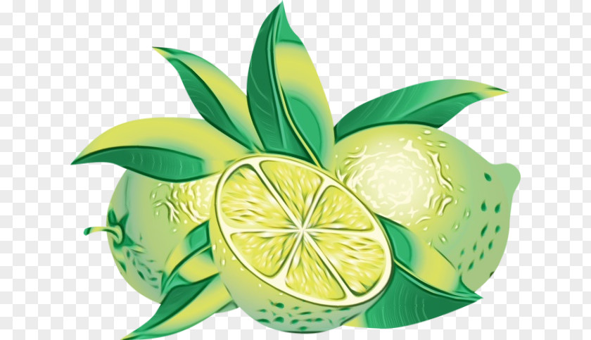 Persian Lime Key Citric Acid Lemon PNG