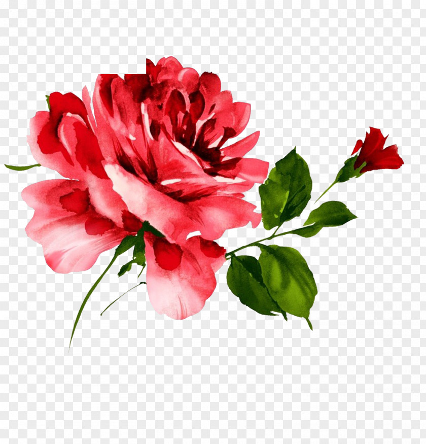 Rose Illustration PNG