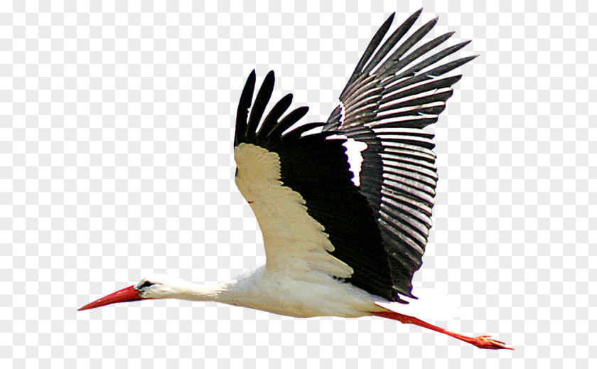 Stork Bird Icon PNG
