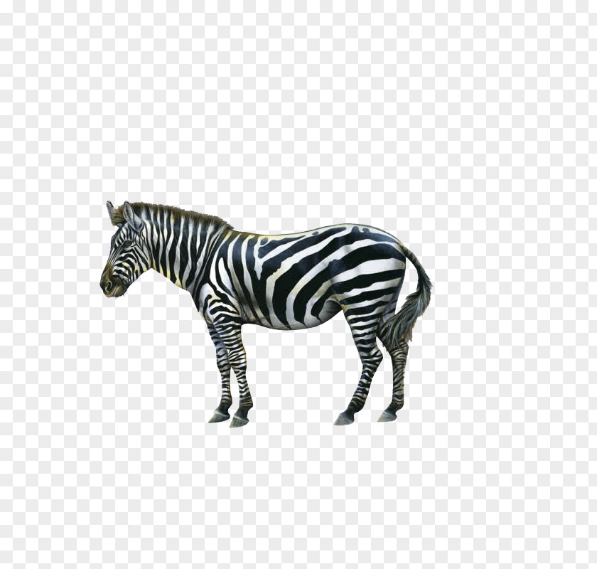 Zebra Icon PNG