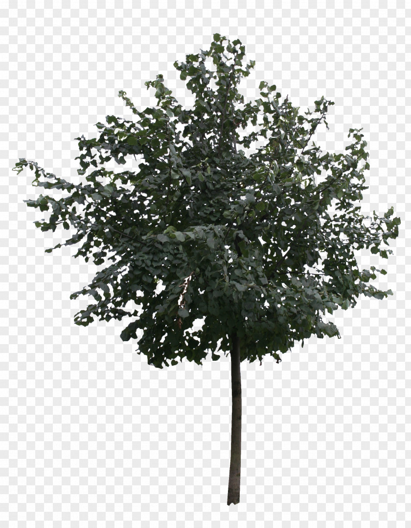 Ginkgo Tree Free Download Architectural Rendering Birch PNG