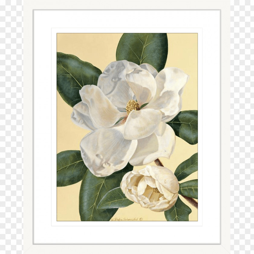 Painting Magnolia Picture Frames Printmaking Art PNG