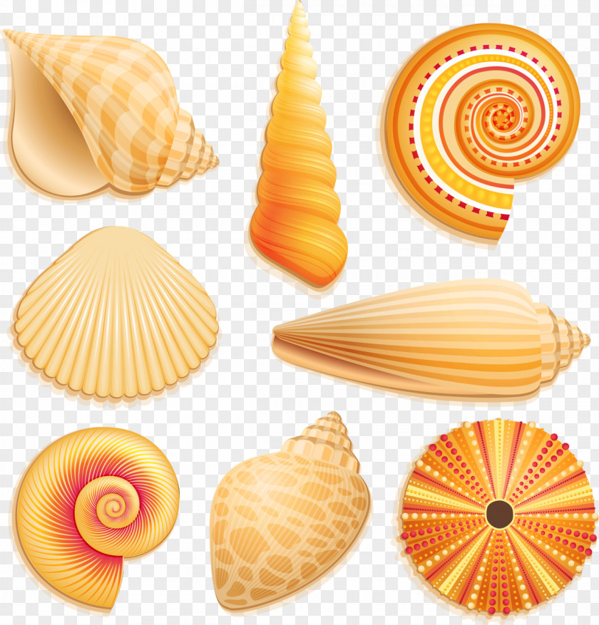 Seashell Beach Clip Art PNG