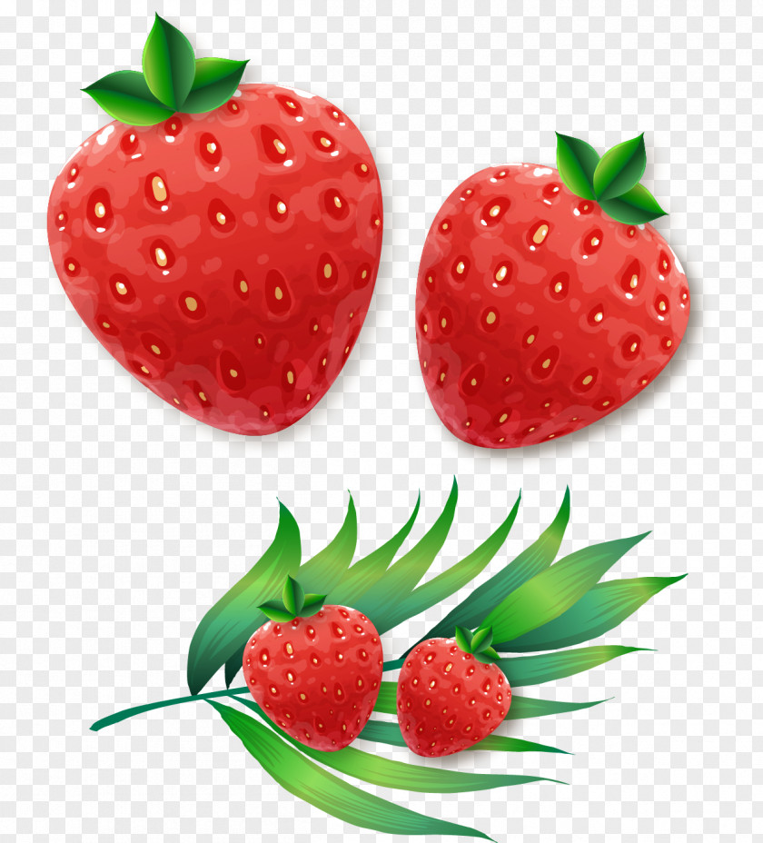 Vector Painted Strawberry Aedmaasikas Euclidean PNG