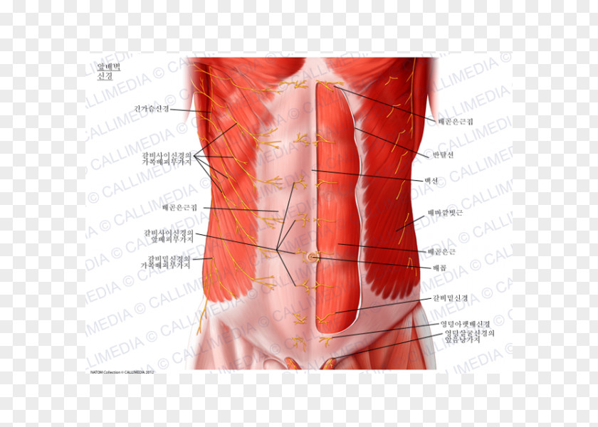 Abdominal Wall External Oblique Muscle Subcostal Nerve Abdomen Internal PNG