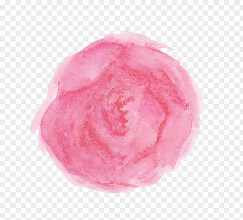 Garden Roses Centifolia English Petal Watercolor Painting PNG