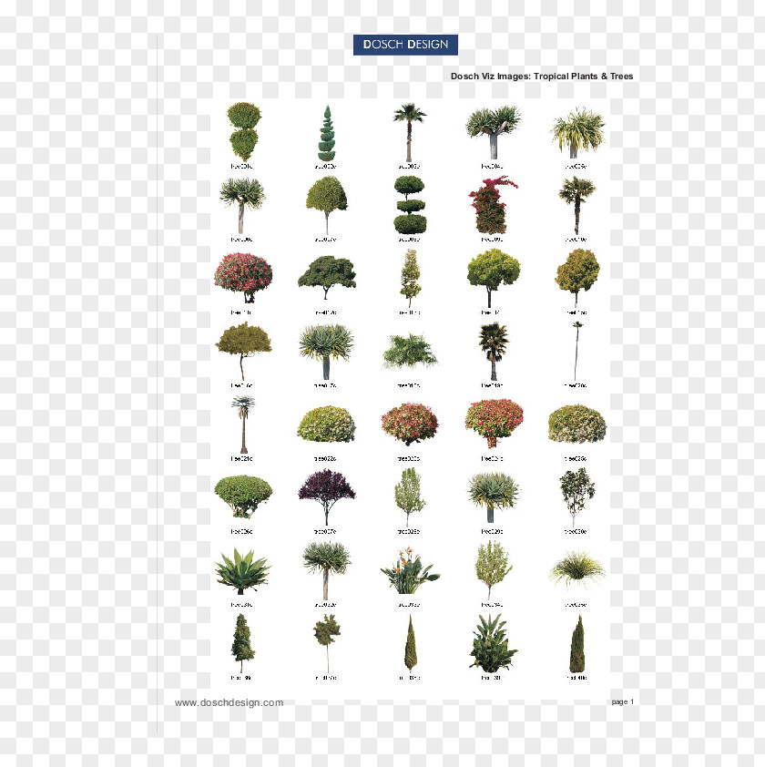 Tree Plant Arecaceae Conifers Tropics PNG