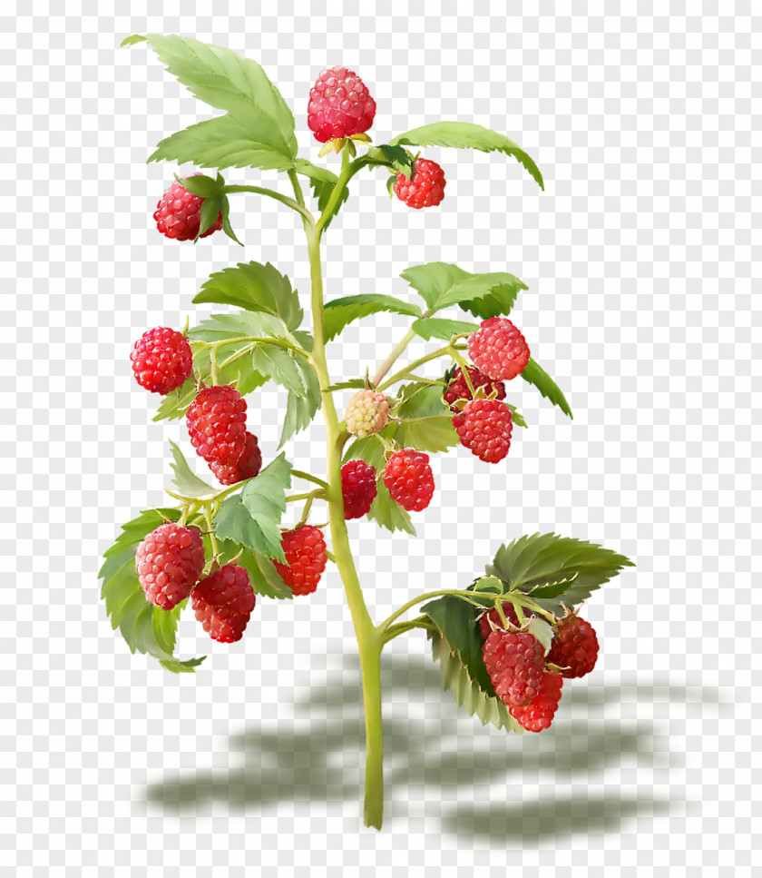 Raspberry Red Fruit Everbearing PNG