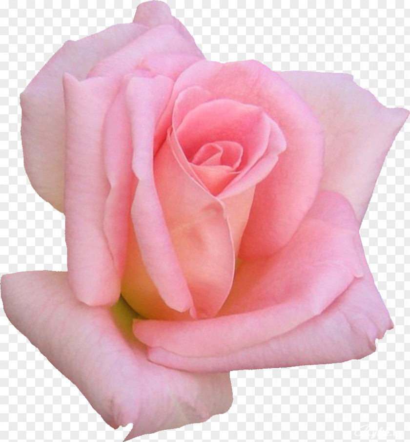 Rose Pink Garden Roses I'm Poppy Flower Clip Art PNG