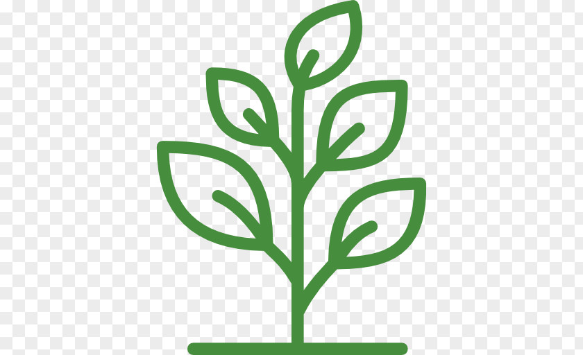 Vector Graphics Andrea Y Olaf Inmobiliaria Fiddle-leaf Fig Design PNG