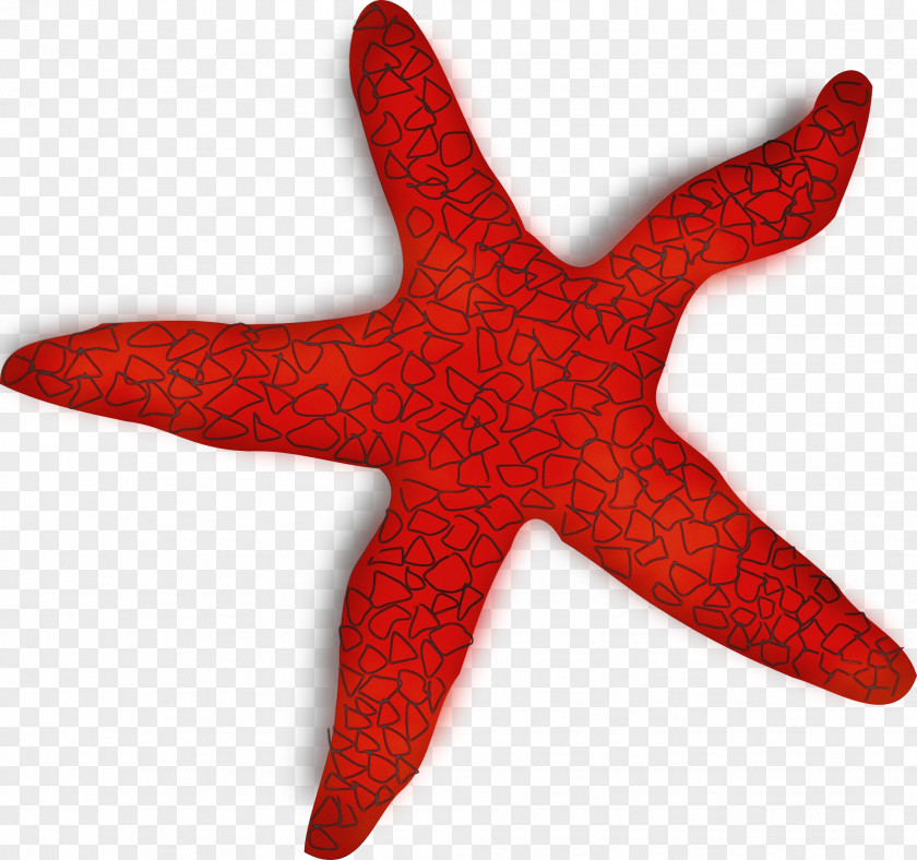Carmine Marine Invertebrates Starfish Red PNG