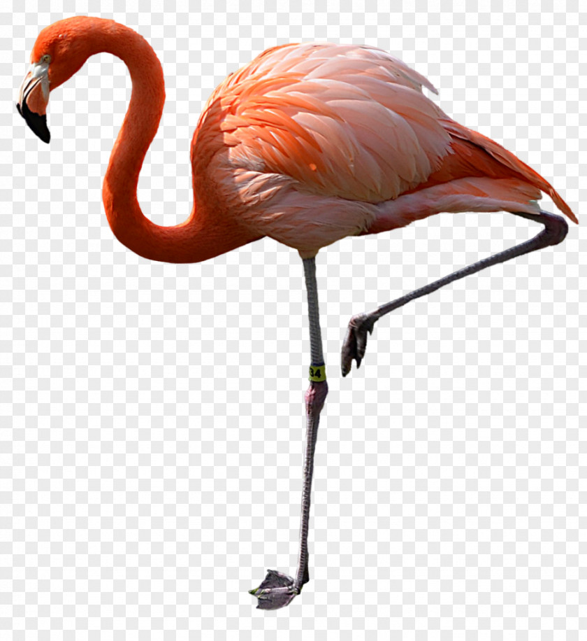 Flamingos Download Clip Art PNG