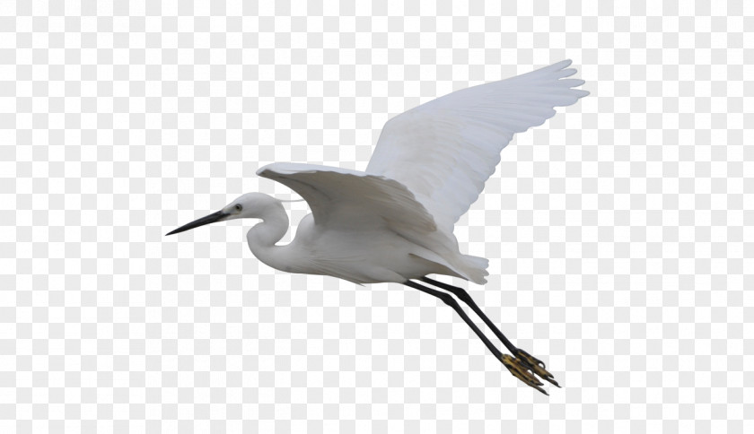 Flying Crane Seabird Wader Beak PNG