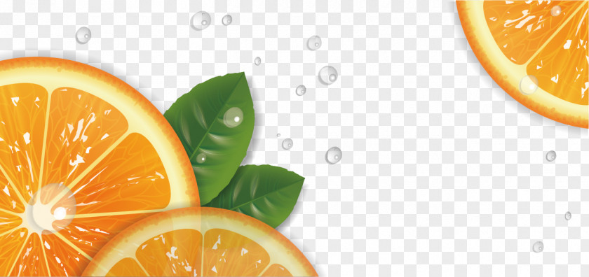 Hand-painted Lemon Tangelo Rangpur Mandarin Orange Grapefruit PNG