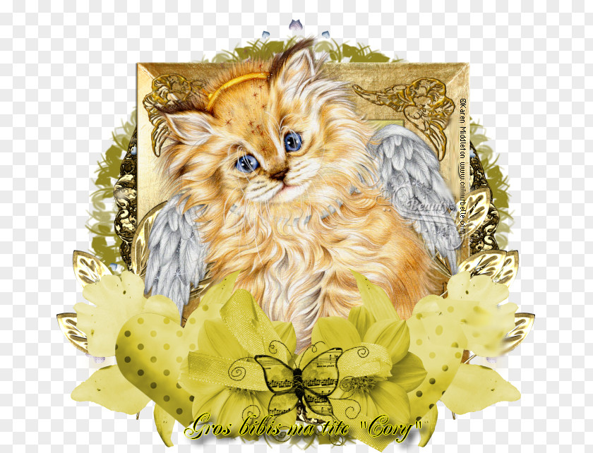 Kitten Maine Coon Whiskers Tabby Cat Maillochon Dominique PNG