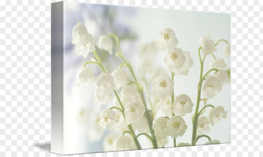 Lily Of The Valley Flower Floral Design Photography Wedding Lilium PNG