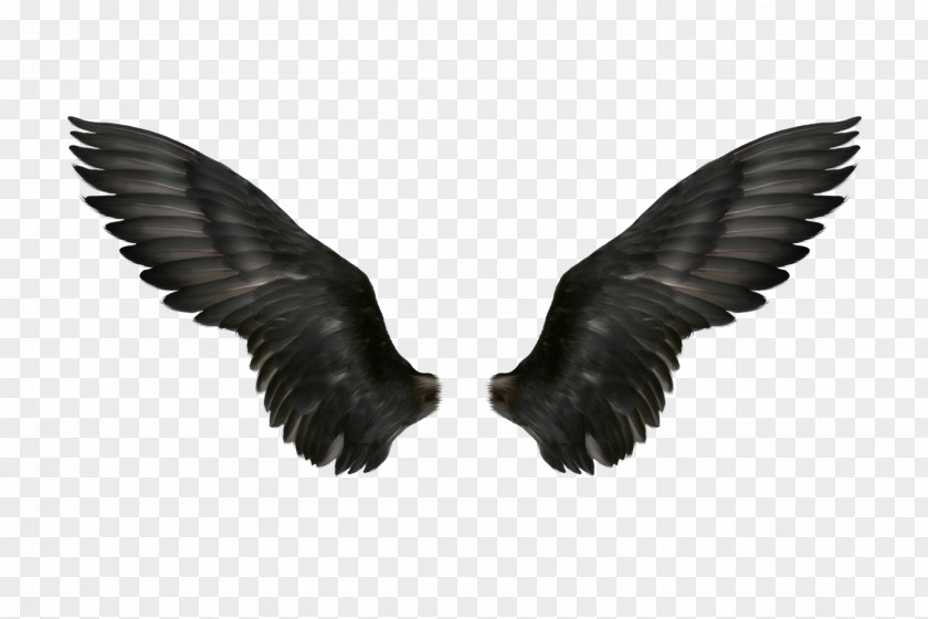 Black Wings Clip Art PNG
