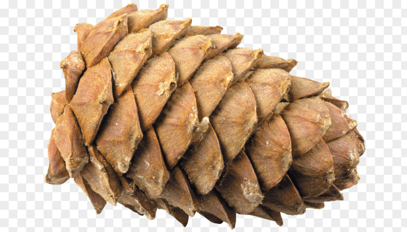 Conifer Cone Pine Clip Art PNG