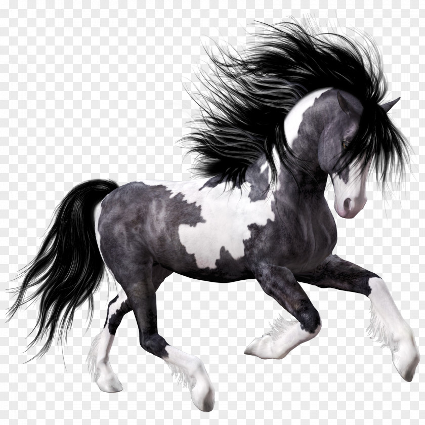 Horse Mustang Foal Black Clip Art PNG