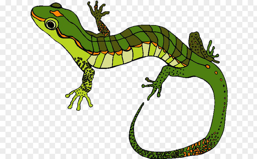 Lizard 两栖爬行 Clip Art PNG