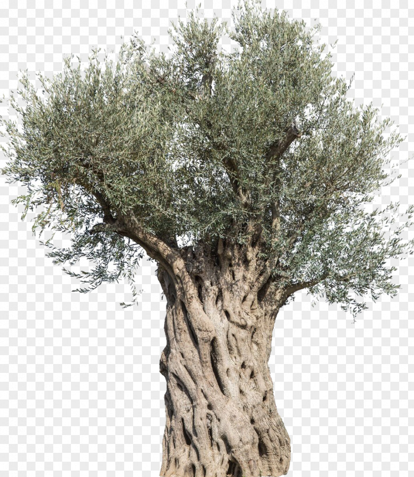 Olive Tree Stock Photography Mediterranean Cuisine Branch PNG
