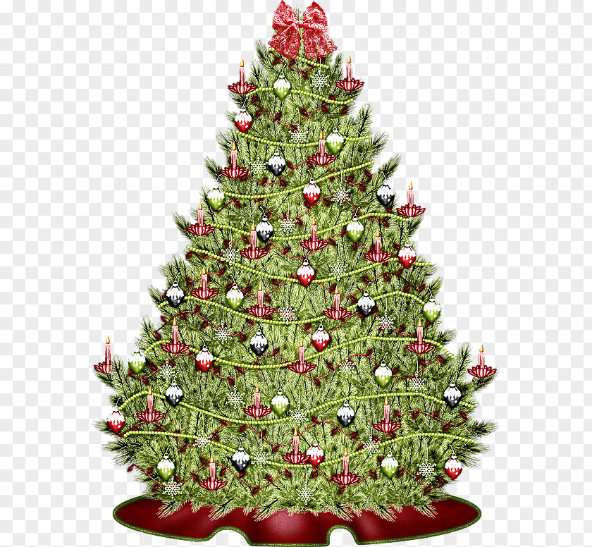 Plant Pine Christmas Decoration PNG