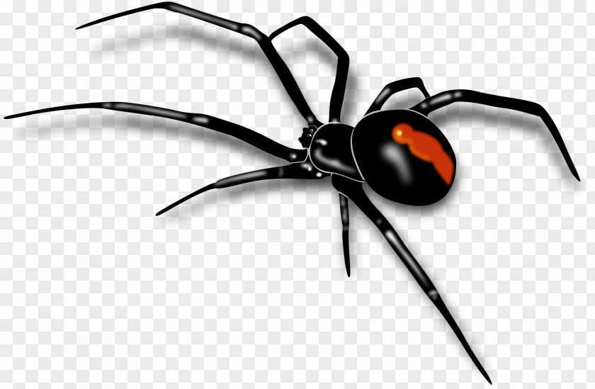 Spider Image Southern Black Widow Clip Art PNG