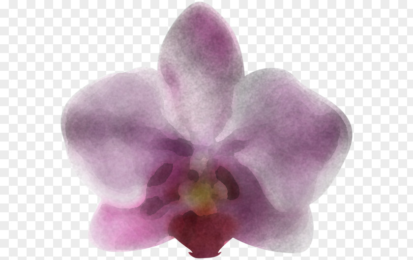 Violet Flower Petal Purple Pink PNG