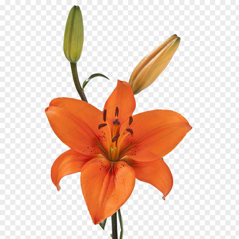 Burgundy Asiatic Lilies Orange Lily Golden-rayed Flower Tiger Plant Stem PNG