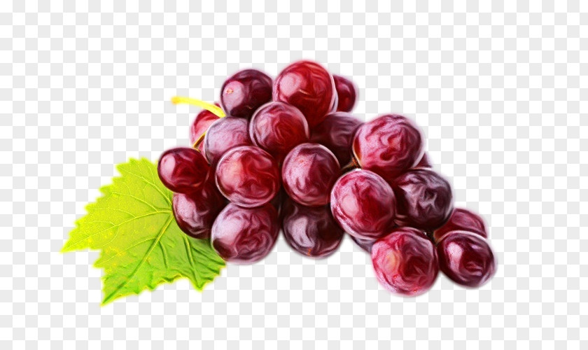 Currant Grape Seed Extract Watercolor Leaves PNG