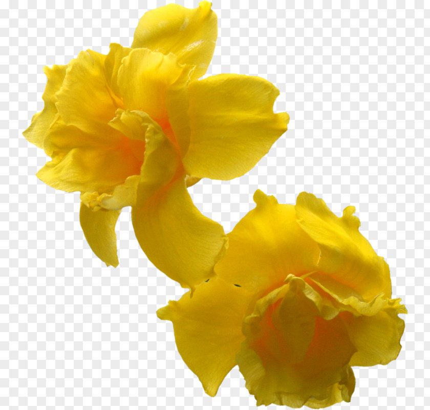 Flores Amarillas Flower Photography Daffodil PNG