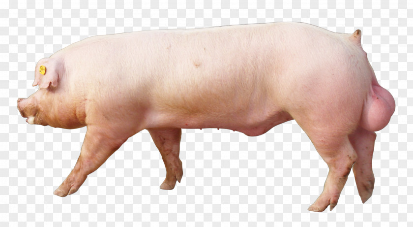 Pig Domestic Pig's Ear Snout PNG