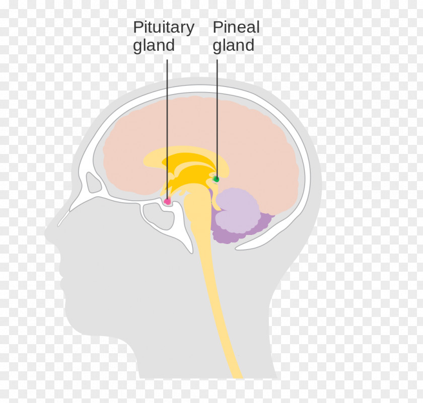 Pituitary Gland Thumb Human Behavior Diagram Brain PNG