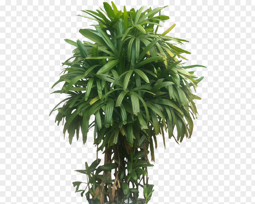 Tropical Leaves Houseplant Lucky Bamboo Jungle PNG