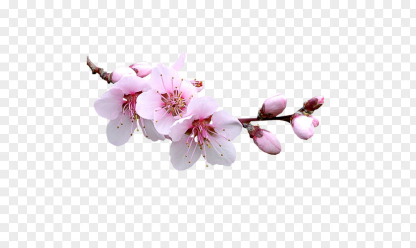 Almond Blossoms Flower Clip Art PNG