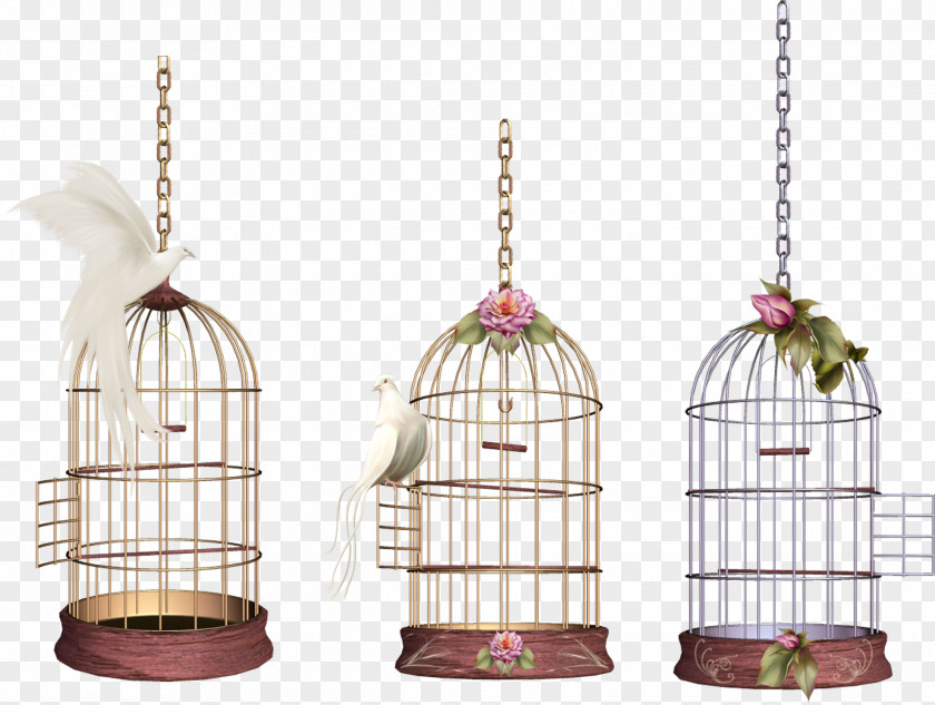 Cathedral Cage Bird Clip Art PNG