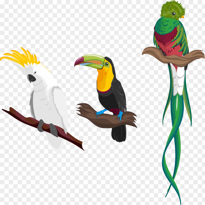 Parrot Hummingbird Flight Amazon Euclidean Vector PNG