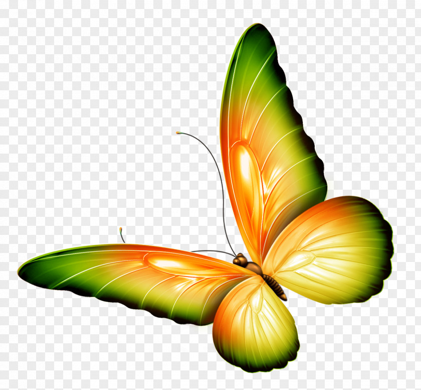 Yellow And Green Transparent Butterfly Clipart Clip Art PNG
