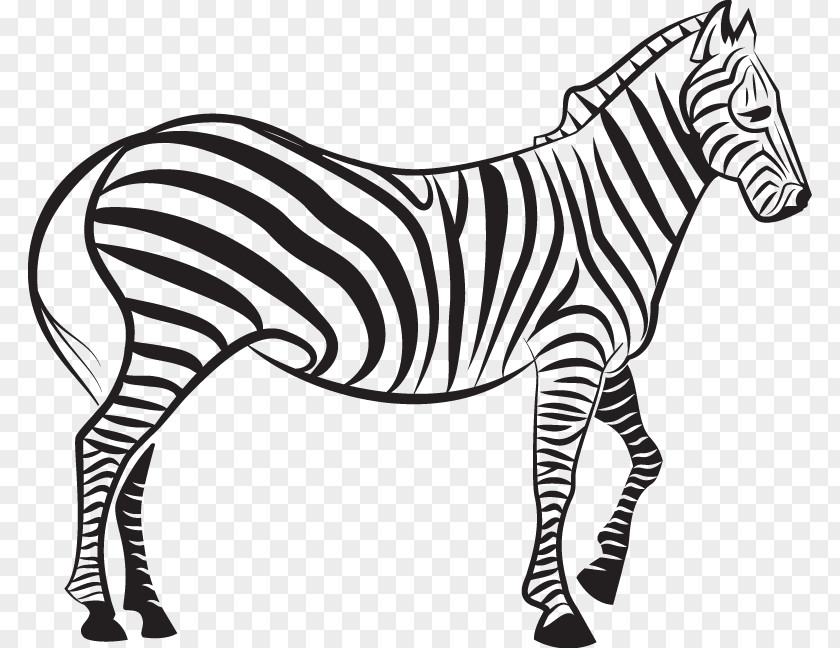 Zebra Euclidean Vector Illustration PNG