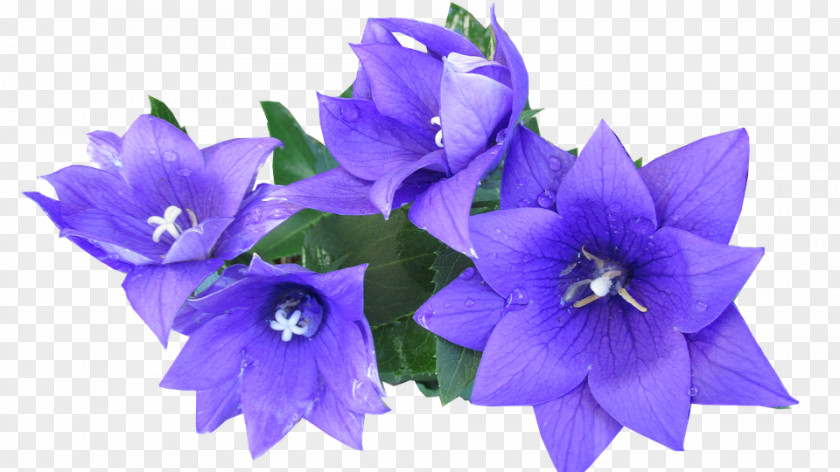 Blue Flowers Clip Art Image Photograph Download PNG