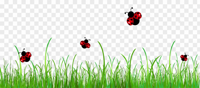 Cartoon Grass Ladybird Clip Art PNG