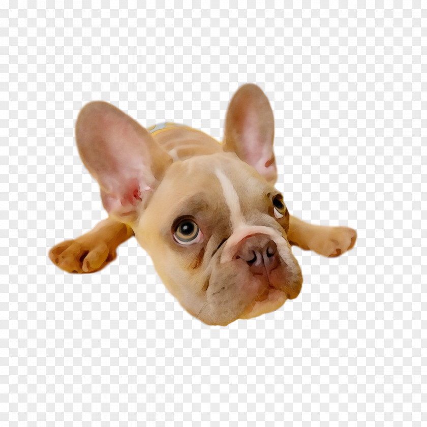 French Bulldog PNG