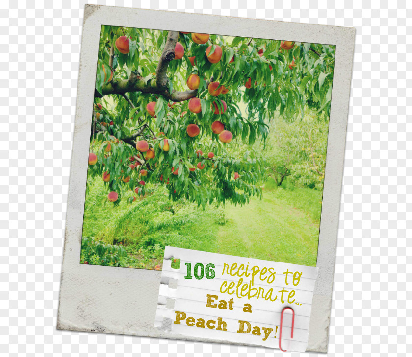 Peach Vipava Valley Orchard Stock Photography Fruit PNG