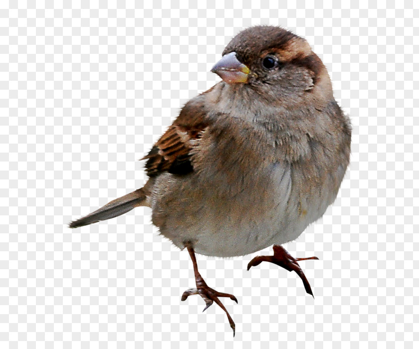 Sparrow House Bird Humour Joke PNG