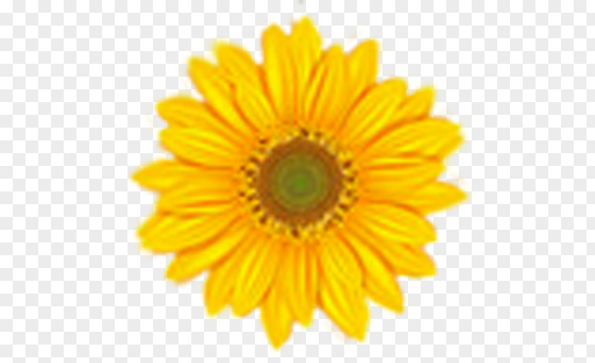 Sun Flower Common Sunflower Clip Art PNG
